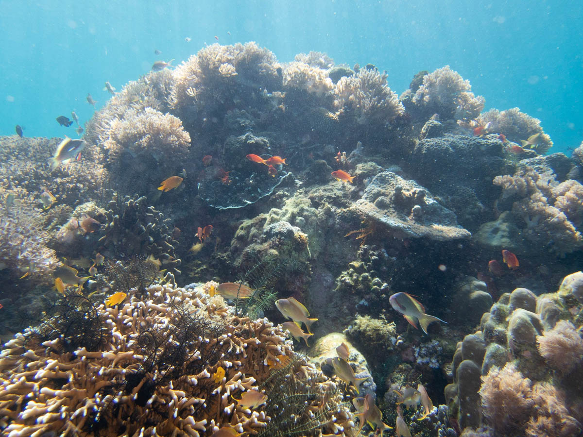 Coral gardens below the house