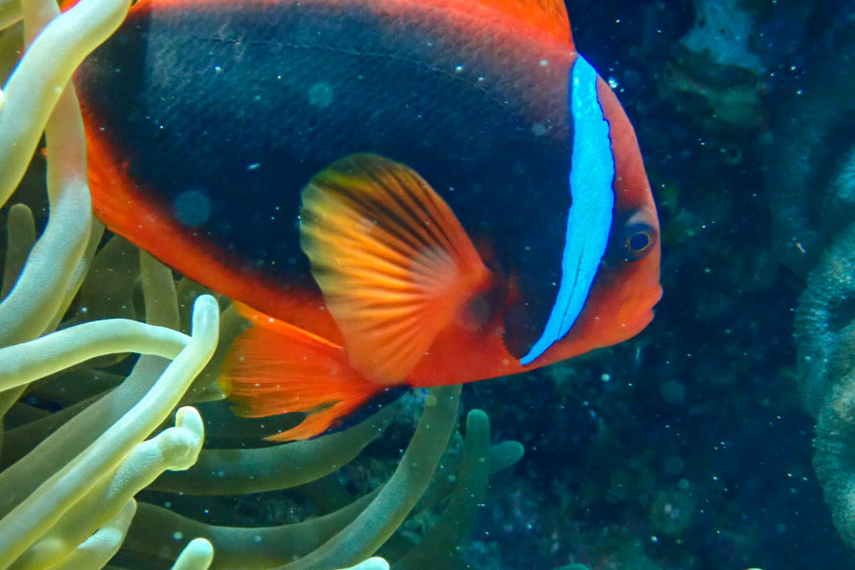 Coral gardens below the house