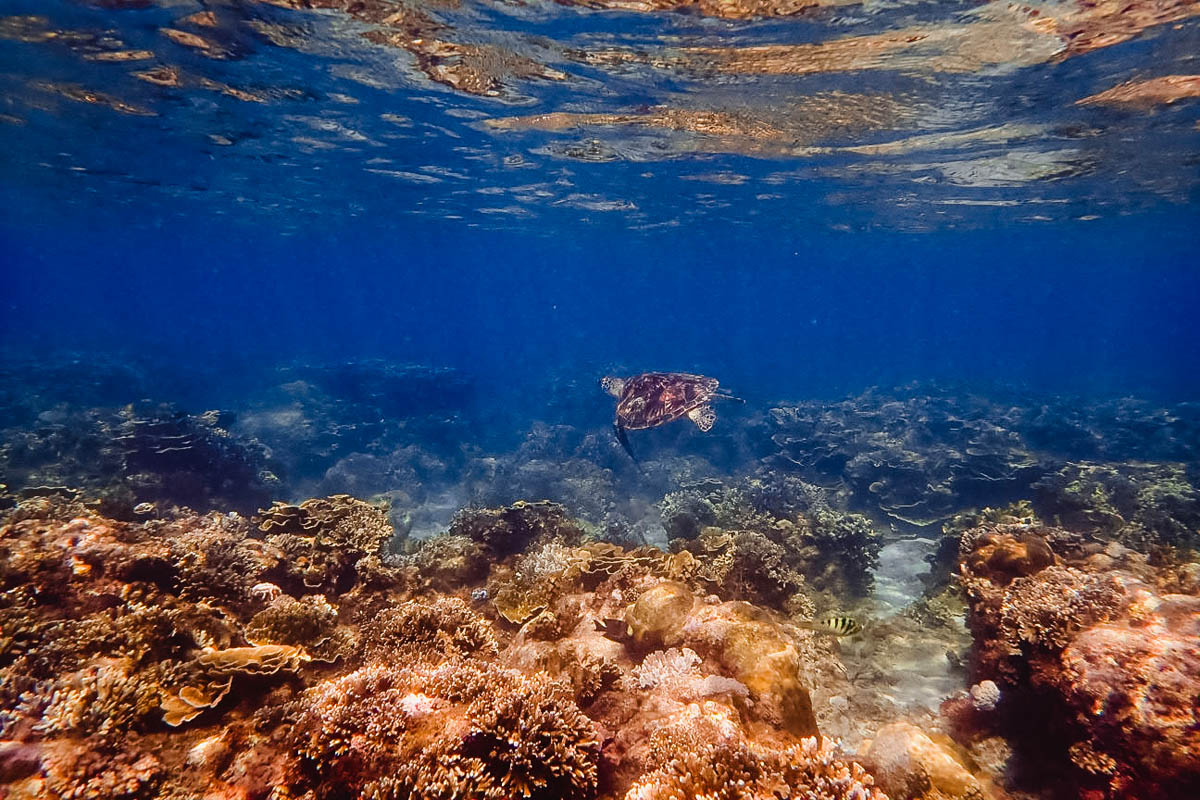 Marine life on the house reef