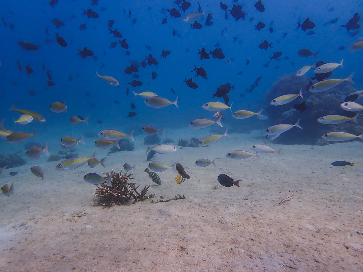 Marine life on the house reef
