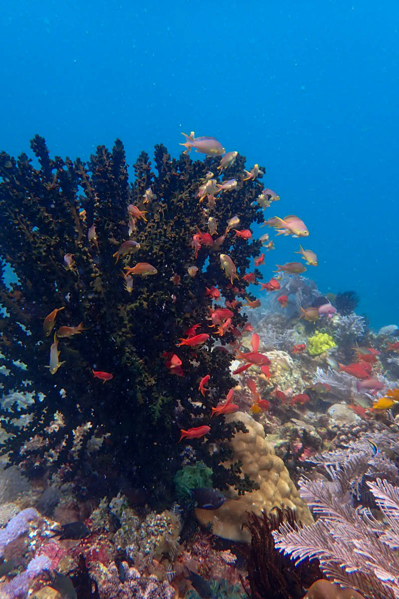 The Anilao reef, just off the shore