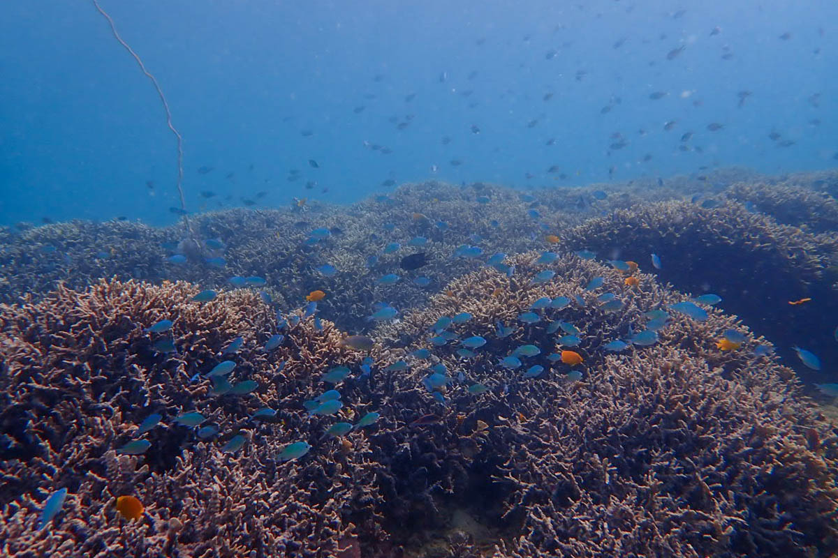 Coral gardens below the house
