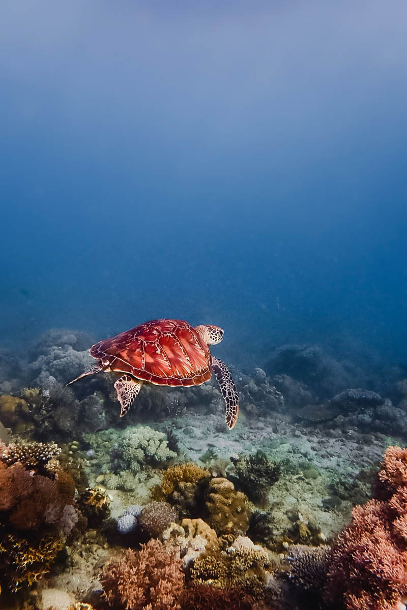 Marine life on the house reef
