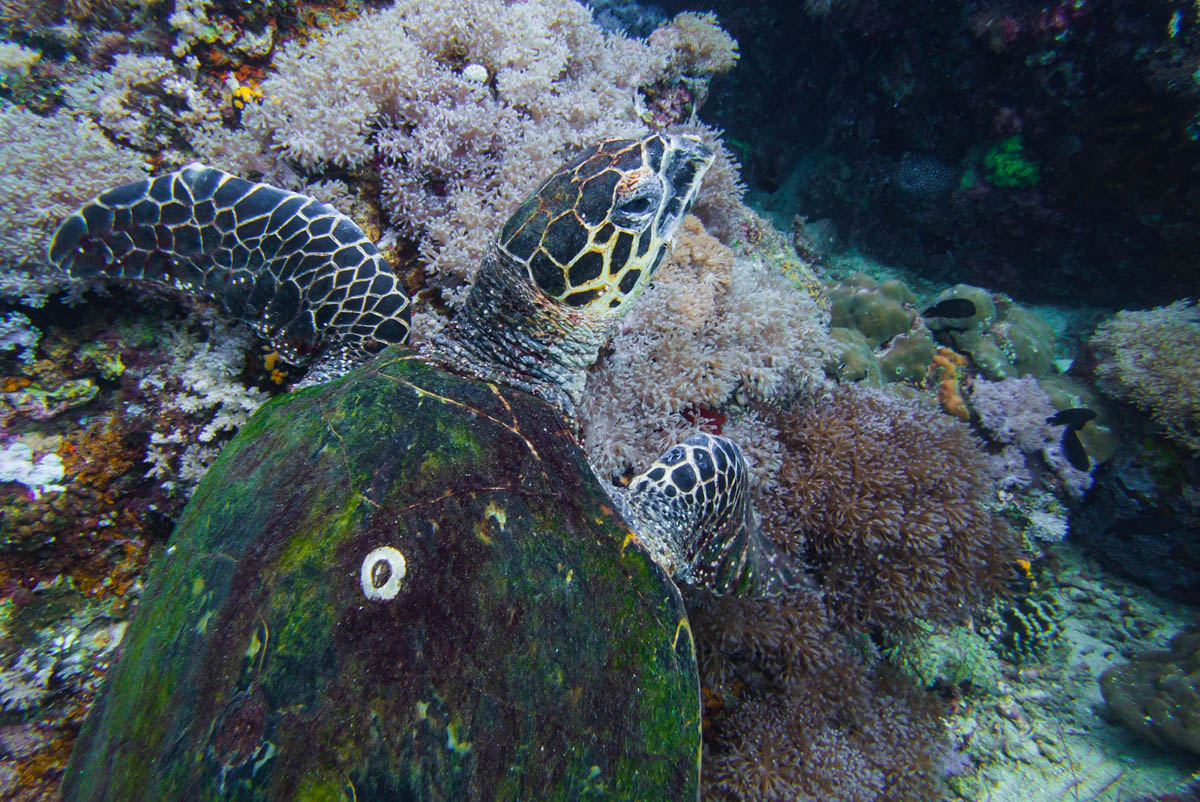 Snorkeling straight off the beach