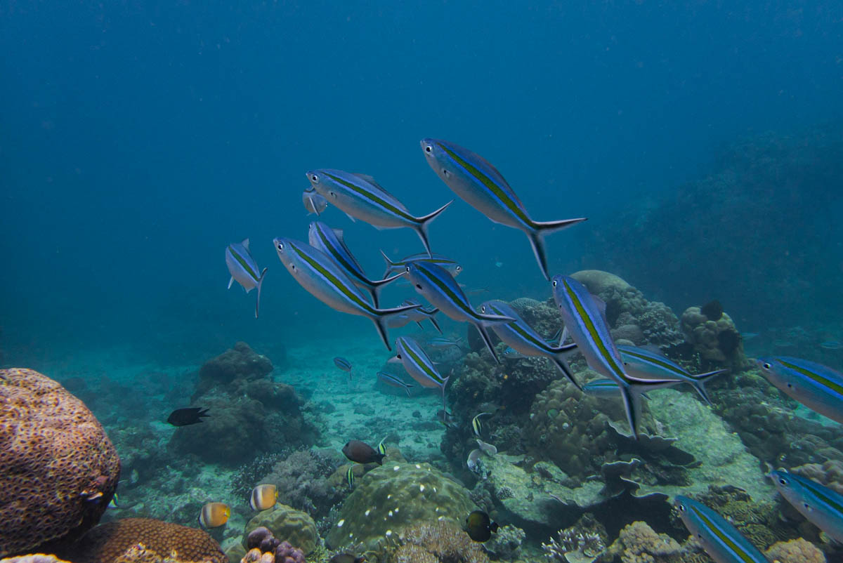 The Anilao reef, just off the shore