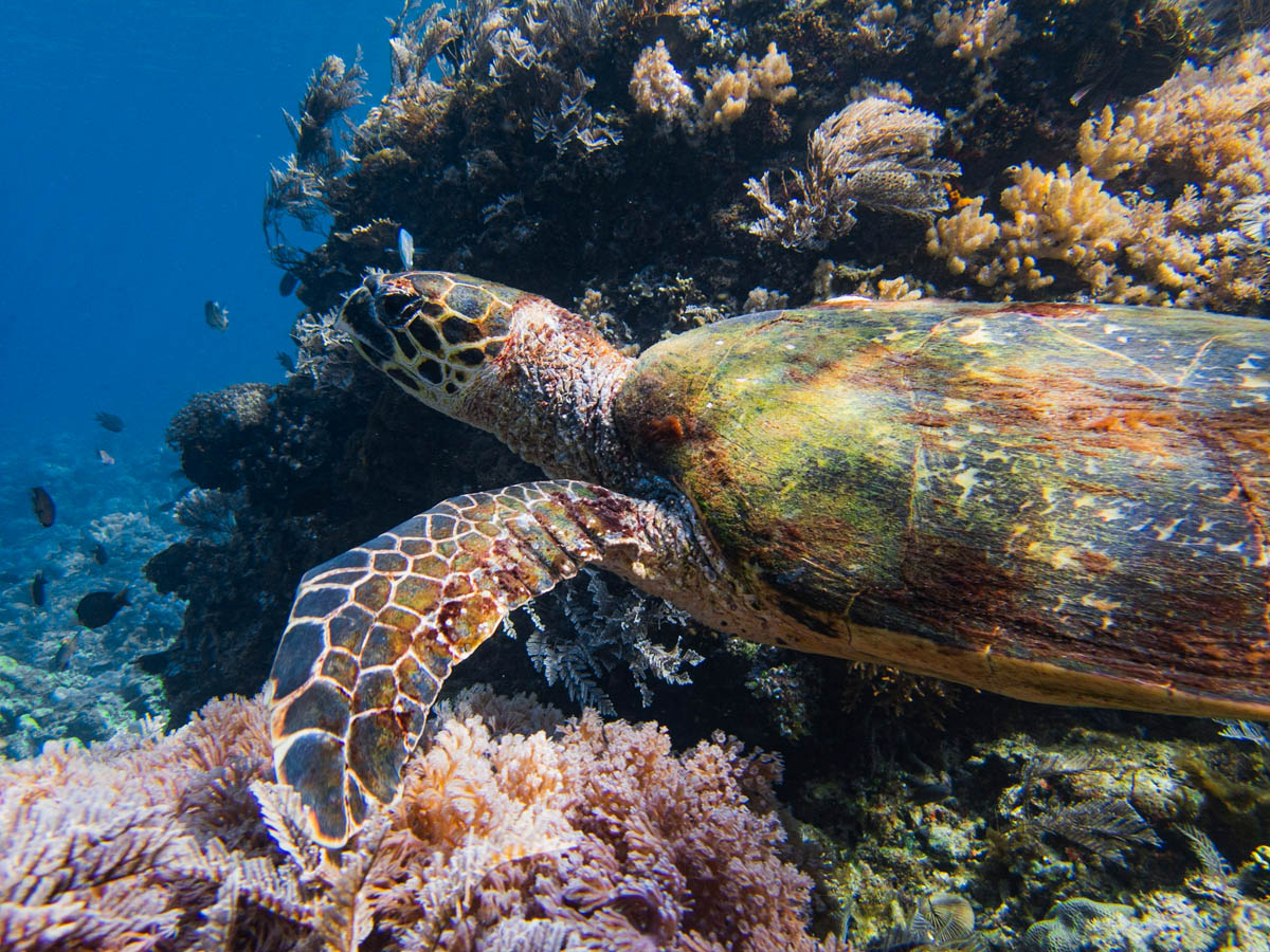 Snorkeling straight off the beach