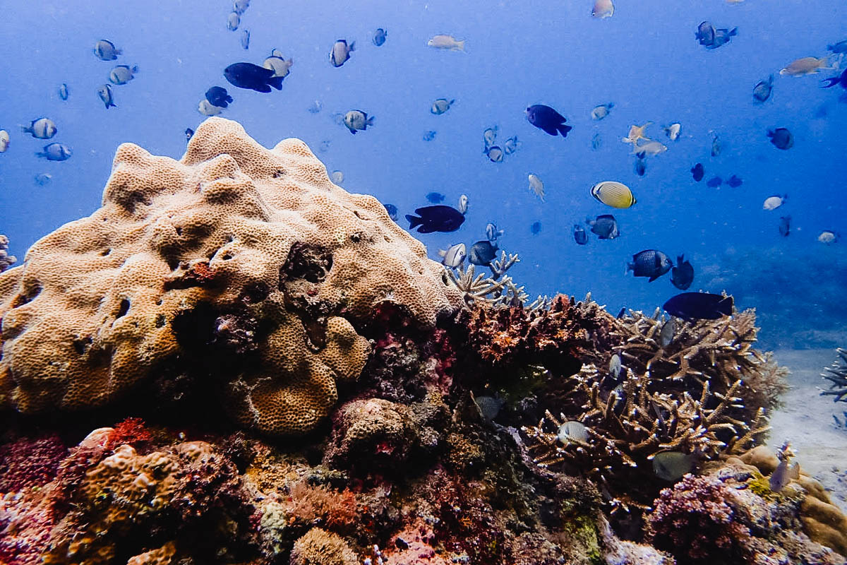 The Anilao reef, just off the shore