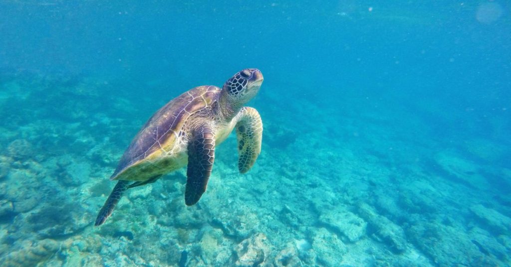 Snorkeling in clear waters near Vivere Azure and Anilao